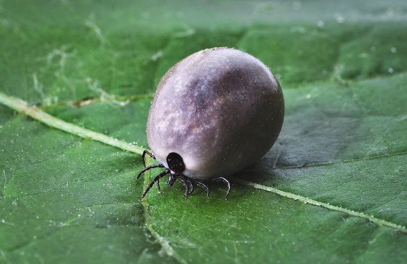 Lyme Disease
